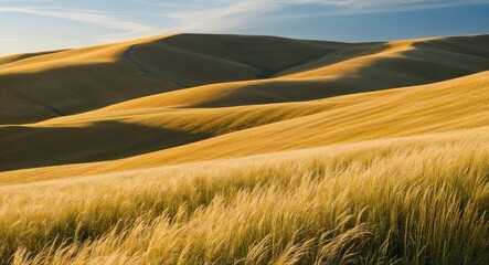 Obraz premium Rolling hills with golden grass waving in the breeze