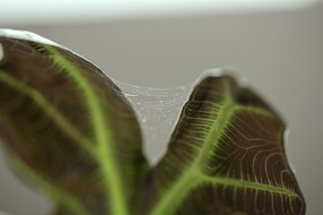 Close up shot of spider mite colony . Tetranychus urticae.