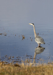 Great Blue Heron Reflected in a River in Wyoming in Springtime