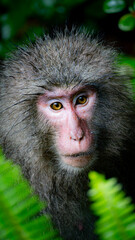 屋久島のヤクザル