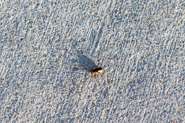 A Harvestman or Daddy Longlegs on a cement path