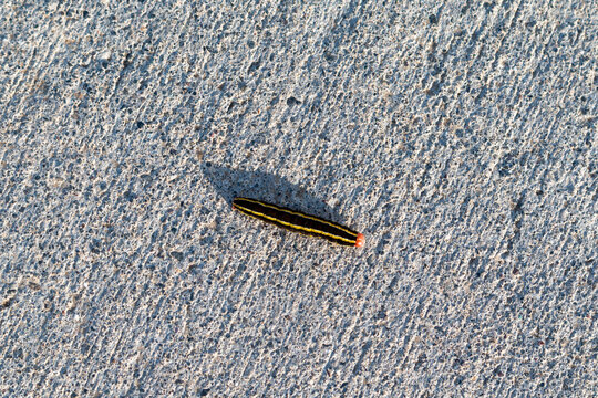 Caterpillar phase Broom moth, Ceramica pisi, on a cement path