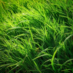 Fototapeta premium close up of green grass texture background with copy space