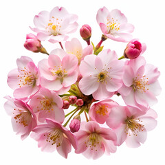 cluster of delicate pink cherry tree flowers, isolated against a white background, showcasing their beauty and intricacy.