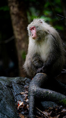 屋久島のヤクザル