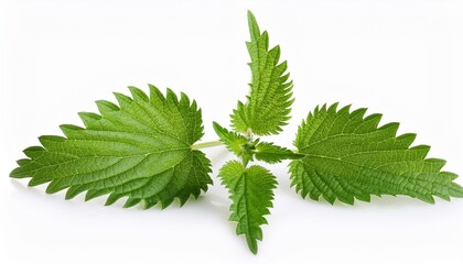 nettle leaves isolated on white background