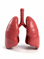3D lungs on white