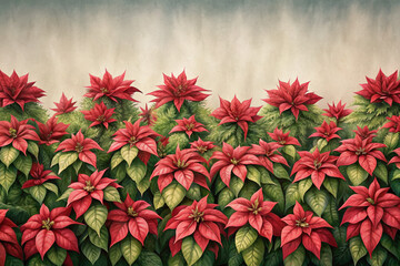 Field of red poinsettia flowers with soft gradient background
