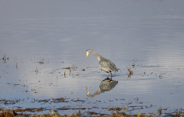 Great Blue Heron Reflected in a River in Wyoming in Springtime