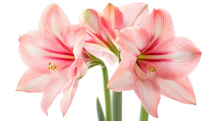 Fototapeta premium Detailed Close-Up of Vibrant Flowers.