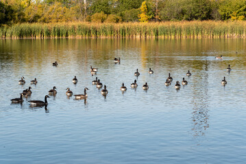 A Flock Of Canada Geese Feeding And Resting On A Local Pond In Fall In Wisconsin