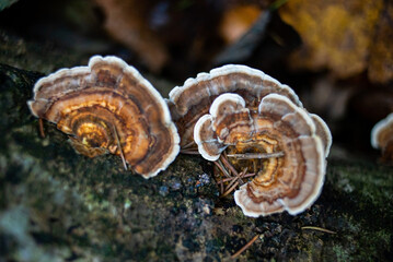 Closeup view of a group of birch tailed polypore mushroom, versicolor trametes polyporaceae.