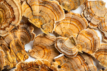Trametes versicolor is a polypore mushroom, commonly known as turkey's tail. Isolated on white background.