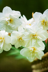 white narcissus in the basket