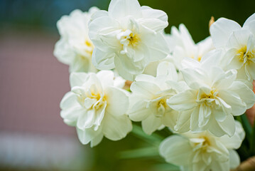 white narcissus in the basket