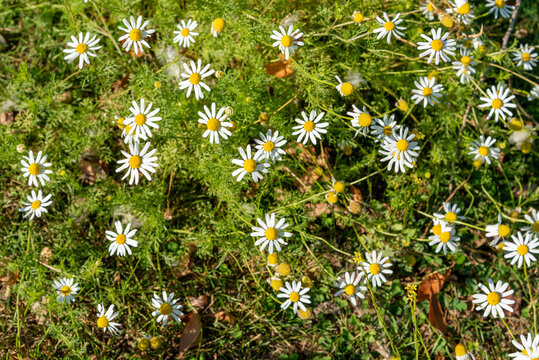 White Stinking Chamomile Flowers Growing Wild In Fall In Wisconsin