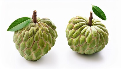 custard apple or sugar apple two whole ripe exotic tropical fruits with green leaves isolated on white background healthy food diet and vegetarian nutrition