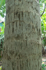 An old birch tree stands tall in the park, its trunk covered in moss and its branches heavy with green leaves