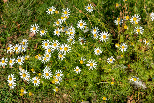 White Stinking Chamomile Flowers Growing Wild In Fall In Wisconsin