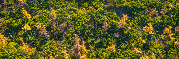 Top view of larch trees with yellow crowns and thickets of evergreen dwarf pines. Amazing northern nature. Autumn season. Hiking and travel in the wilderness. Beautiful natural background.