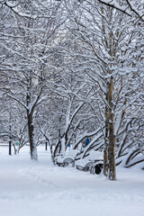 Snow-covered city park after a snowfall. Beautiful winter landscape. View of snow-covered ground, path, trees, bushes and benches. Cold snowy weather. White pure snow. Amazing winter time.