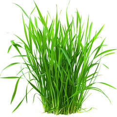green grass isolated on white background