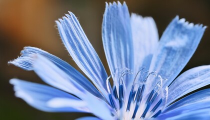Fototapeta premium delicate blue chicory flower macro