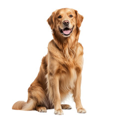 Obraz premium Golden Retriever sitting with a friendly expression and shiny coat. isolated on transparency background