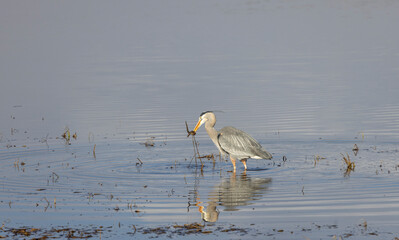 Great Blue Heron Reflected in a River in Wyoming in Springtime