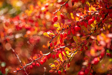 Branches of barberry with ripe berries