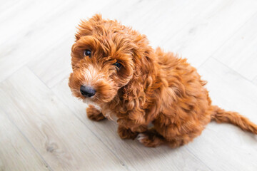 Red Puppy Cockapoo Looking Into Camera
