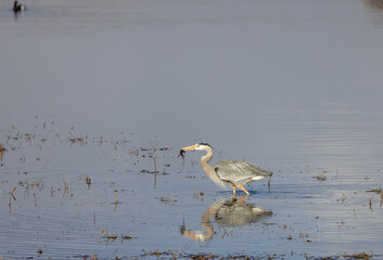 Great Blue Heron Reflected in a River in Wyoming in Springtime
