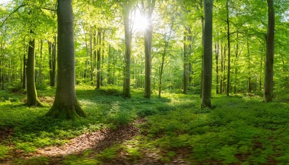 extra wide panorama of an amazing scenic forest with fresh green beech trees and the sun casting its rays of light through the foliage