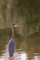 Great Blue Heron in Autumn in Wyoming