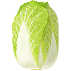 白菜のイラスト