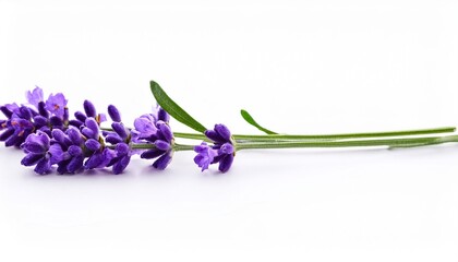 Naklejka premium lavender isolated on white background beautiful purple flowers green stem
