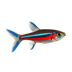 Fototapeta premium Neon Tetra featuring its glowing blue and red stripes. isolated on transparency background