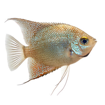 Pearl Gourami displaying its shimmering scales and peaceful demeanor. isolated on transparency background