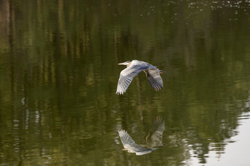 Great Blue Heron in Autumn in Wyoming