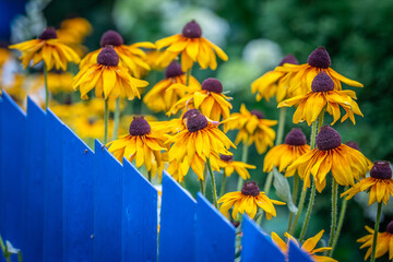 Yellow Coneflowers Behind Blue Picket Fence
