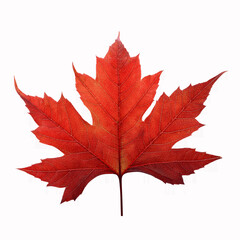 Fototapeta premium Red sugar maple leaf leaves plant nature foliage stalk green tree transparent background cutout