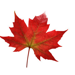 Obraz premium Red sugar maple leaf leaves plant nature foliage stalk green tree transparent background cutout