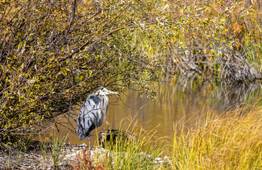 Great Blue Heron in Autumn in Wyoming