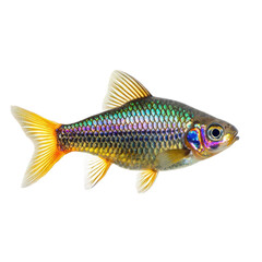 Fototapeta premium Rainbowfish showcasing its iridescent scales and vibrant colors. isolated on transparency background
