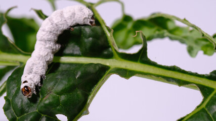 caterpillar was infected by fungal insecticides (Beauveria), and the worm was covered in white spores. © Hand Robot