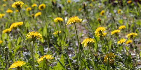Yellow dandelions in bloom are on a green meadow