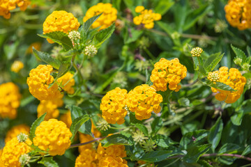 Lantana yellow flowers growing in a garden on a sunny summer day