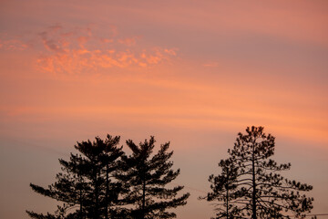 Fototapeta premium sunset in the forest