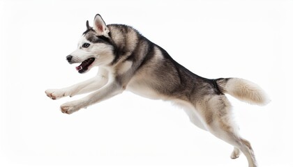 Fototapeta premium husky in active agile jumping pose on isolated background