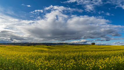 Fototapeta premium Aufnahme von einem schönen Wolkenhimmel über gelbeblühenden Senffeldern.